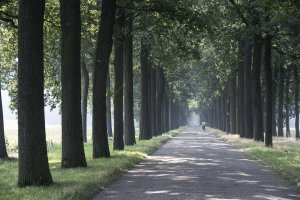 Hoofddreef in Wortel-Kolonie (c) Kempens Landschap - fotograaf James van Leuven 