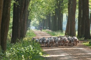Schapenbegrazing in Wortel-Kolonie (c) Kempens Landschap - fotograaf James van Leuven
